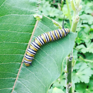 monarch caterpillar on milkweed