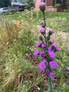 liatris in a rebel garden