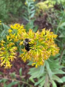 native bee on goldenrod