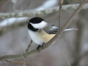 black capped chickadee