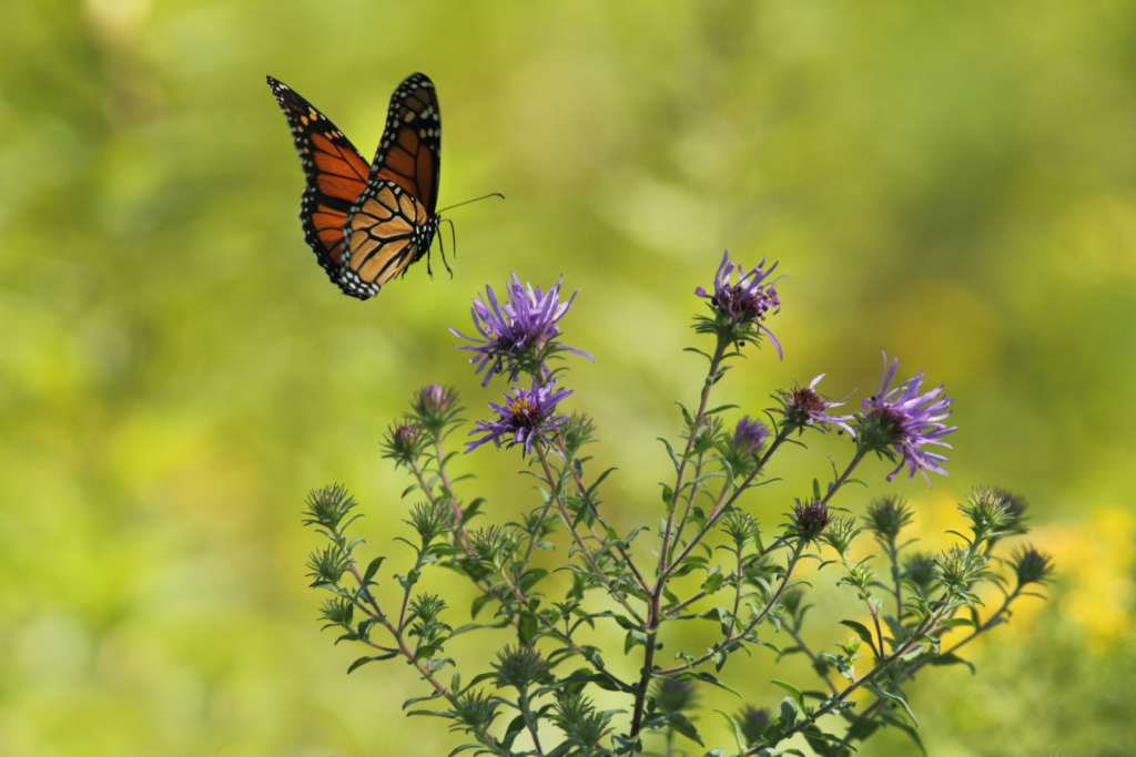 monarch on New England aster